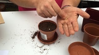 How to grow chillies from seed [upl. by Faucher739]