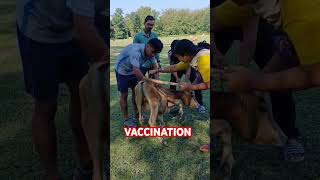 vaccination in cow [upl. by Enenaj]