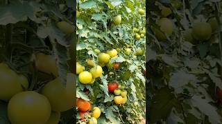 हाइब्रिड टमाटर की No1 किस्म🍅सेमिनिस अभिलाष f1 वैरायटी 🌱Seminis Abhilash Tomato Seeds🌧️ shorts [upl. by Ykcaj]