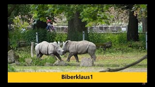 Die Nashorn Babys Kiba und Keeva im spielerischen Gefecht  Rhinozeros Zoo Augsburg [upl. by Oriaj]