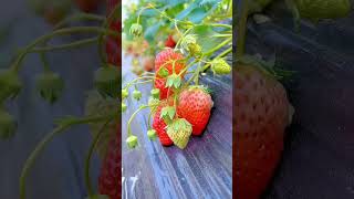 Fresh Natural Fruits shorts short fruts naznintube [upl. by Nodnas892]