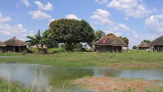 Ouganda  les réfugiés reboisent les forêts perdues [upl. by Orran]