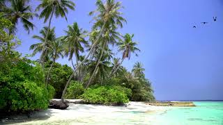 🌴 Tropical Island View with Beautiful White Sand Beach Relaxing Ocean Waves and Waving Palm Trees [upl. by Devondra173]