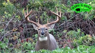 AWESOME Deer HEADSHOTS  Mature Whitetail Buck [upl. by Bernice]