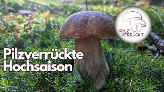 Riesige Artenvielfalt in der Hochsaison Steinpilz Marone und vieles mehr [upl. by Gine903]