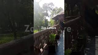 Zoo Lahore 2024 easy cook with nisa [upl. by Malinowski]