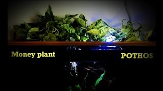 How To Reduce Nitrate in an Aquarium  POTHOS MONEY PLANT TAMIL [upl. by Gideon887]