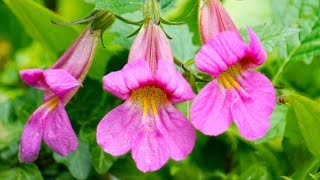 Rehmannia  the AntiDiabetic Neuroprotective TCM Herb [upl. by Wahlstrom]