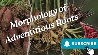 Morphology of Adventitious Roots Part 2 [upl. by Malo]