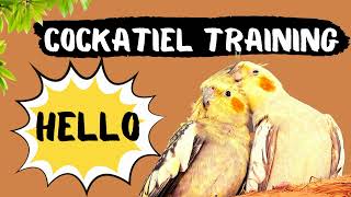 Cockatiel Talking Hello Training How to teach your cockatiel to talk [upl. by Stent329]