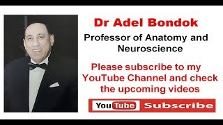 Subscribe to Dr Adel Bondok Channel [upl. by Eintirb]