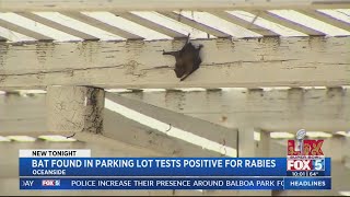 Bat found in parking lot tests positive for rabies [upl. by Eldwen581]