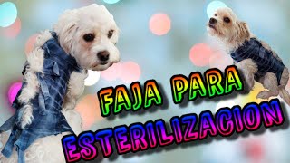 💖haz una FAJA para PERROS o GATOS tutorial 2021🐶💖ESTERILIZACION Cuidados Y BENEFICIOS DIY [upl. by Doolittle]