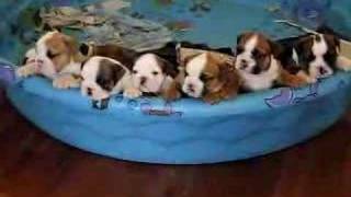 English Bulldog Puppy Chorus [upl. by Suez]