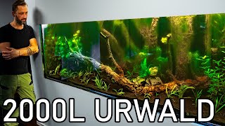 2000l Urwaldaquarium wird Eingerichtet [upl. by Bab564]