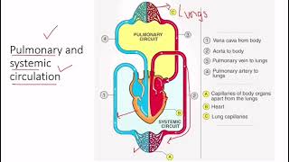 pulmonary and systemic circulation [upl. by Hamehseer]