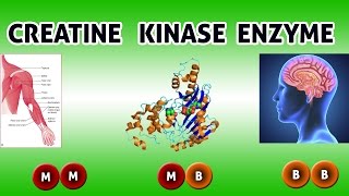 CREATINE KINASE Enzyme  Clear Over View [upl. by Eruot771]