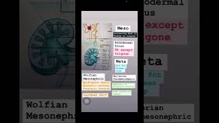 Embryology renal system usmlestep neetpgpreperation anatomy medicalstudent inicet usmlestep [upl. by Elleron265]