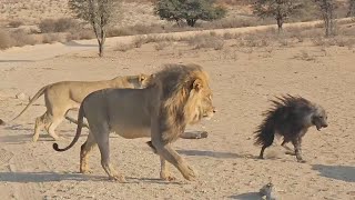 Lion pride confused by weird looking hyena [upl. by Eydnarb]