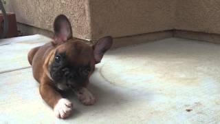 Incredible Fawn French Bulldog Puppies [upl. by Akimrehs]