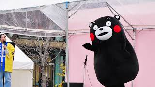 【4K】熊本城下のさくらまつり。くまモン隊ステージ。Kumamon tai stage熊本熊大舞台。 [upl. by Alabaster]