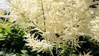 White Astilbe Flower  Astilbar  Best Perennial Plant [upl. by Laurice]