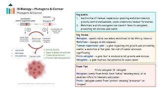 Cell Cycle  Mutagens amp Cancer IB Biology HL [upl. by Rissa]