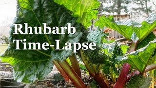 Time Lapse of Rhubarb Growing [upl. by Kcirted]