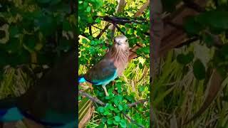 Koun sa pakchhi h naam batao reels trendingbirds [upl. by Stephan535]