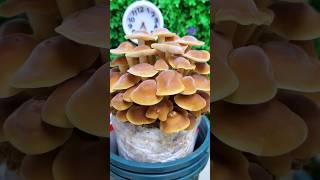 Time lapse video of mushroom plant🍄  life cycle of mushroom shorts like share subscribe [upl. by Reedy]