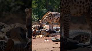 Hyenas and eagles are feeding on the python for a day [upl. by Kilbride123]