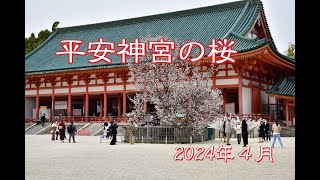 平安神宮の桜 2024年4月 [upl. by Pru]