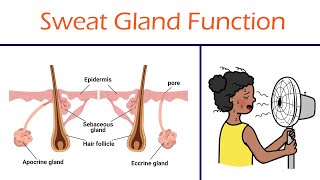 Whats in sweat Holocrine Apocrine Merocrine Glands [upl. by Kassandra]