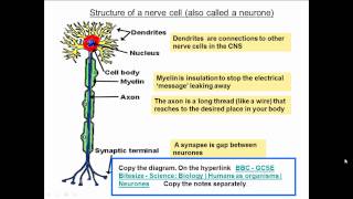 Full Nervous System Explained High band Biology [upl. by Naired747]