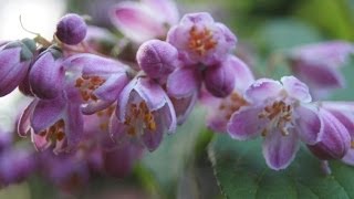 Żylistek Strawberry Fields  Deutzia Strawberry Fields [upl. by Katlin]