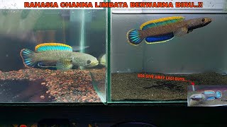 Pakan Ikan Channa Limbata Biar Berwarna Biru  Progres Warna Channa Limbata [upl. by Aerdna]