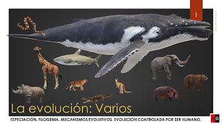 La evolución Especiación Filogenia Mecanismos evolutivos [upl. by Amador]