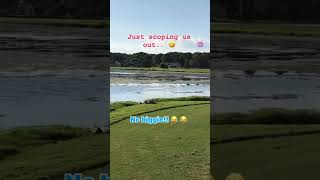 ￼Oyster Bay Golf Links North Carolina Gator country golf myrtlebeachgolf golfaround eastcoast [upl. by Yesteb]