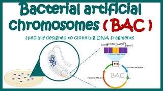 Bacterial artificial chromosome BAC  What is the purpose of using BAC and YAC vectors [upl. by Leuname]