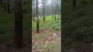 Palakkad districtMannarkkad thalukkKottappadam village69 ekara rabber thottam for sale1 ekkara 25 Lk [upl. by Agnizn621]