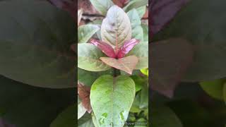 how to grow and care in Eranthemum flowering plant [upl. by Yessak]