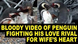 Penguin Husband Comes Home to Find Wife With HOMEWRECKER Gets Into BLOODY Fight [upl. by Leima762]