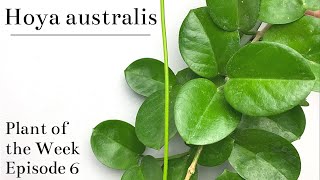 How To Care For Hoya australis  Plant Of The Week Ep 6 [upl. by Enenaej970]