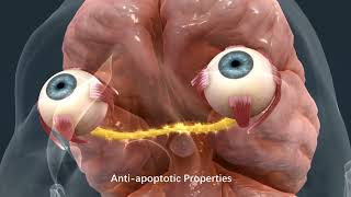 Role of StemActiv in Optic Nerve Protection Against Glaucoma Damage [upl. by Reprah]