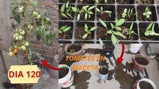 TRANSPLANTANDO TOMATE PIMIENTO Y AJI AMARILLO EN MACETAS  PLANTRES [upl. by Arrik]