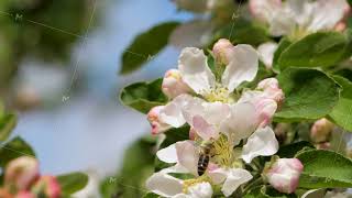 Bee collecting honey [upl. by Leona]