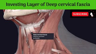 Investing Layer of Deep cervical fascia  Attachments  Tracing  Modifications  Spaces [upl. by Oretos]