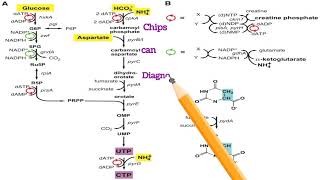 Biosynthesis of Pyrimidine Hayatayoz  PyrimidineBiosynthesis metabolism Nitrogenmetabolism [upl. by Juakn478]