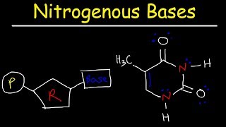 Nucleosides vs Nucleotides Purines vs Pyrimidines  Nitrogenous Bases  DNA amp RNA [upl. by Eniamurt]