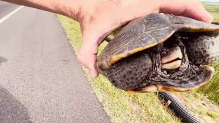 SAVING A TERRAPIN TURTLE IN CAPE MAY COUNTY NJ [upl. by Oiromed268]